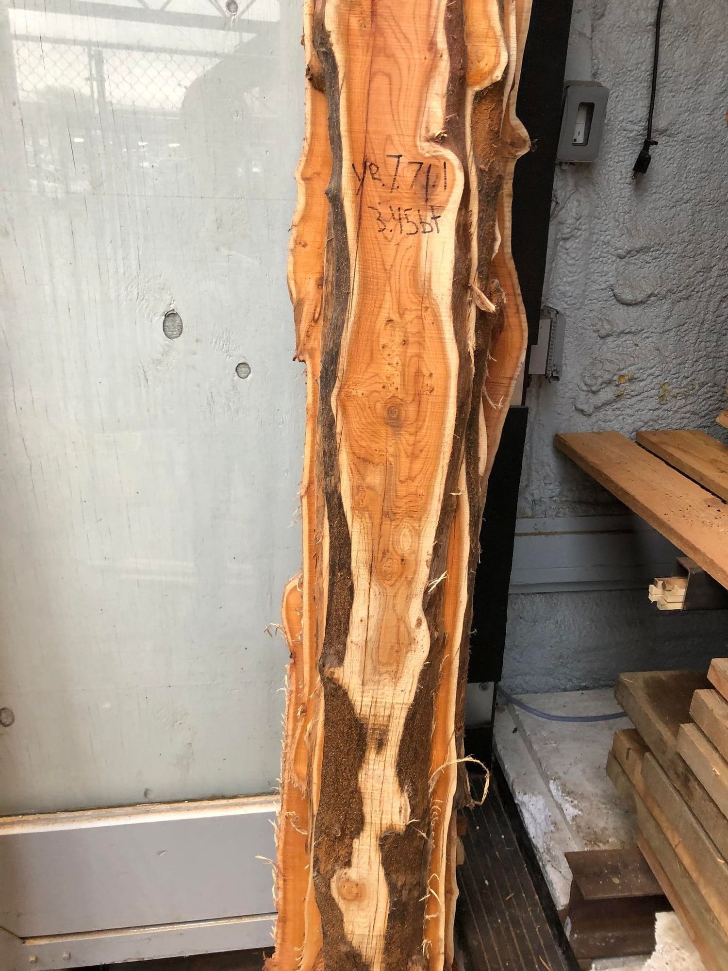 Pacific Yew